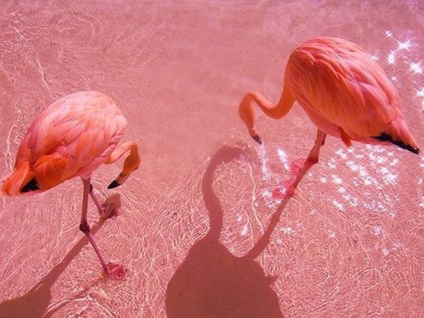 5 razones por las que los flamencos rosas son los animales más bonitos del mundo